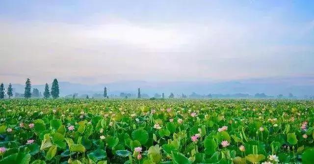 江西省有个莲花县,莲花县是因莲花而出名吗