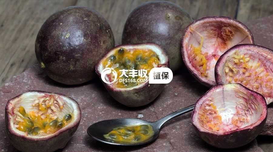 家庭种植百香果什么品种好求回答,百香果品种那么多哪一种比较好