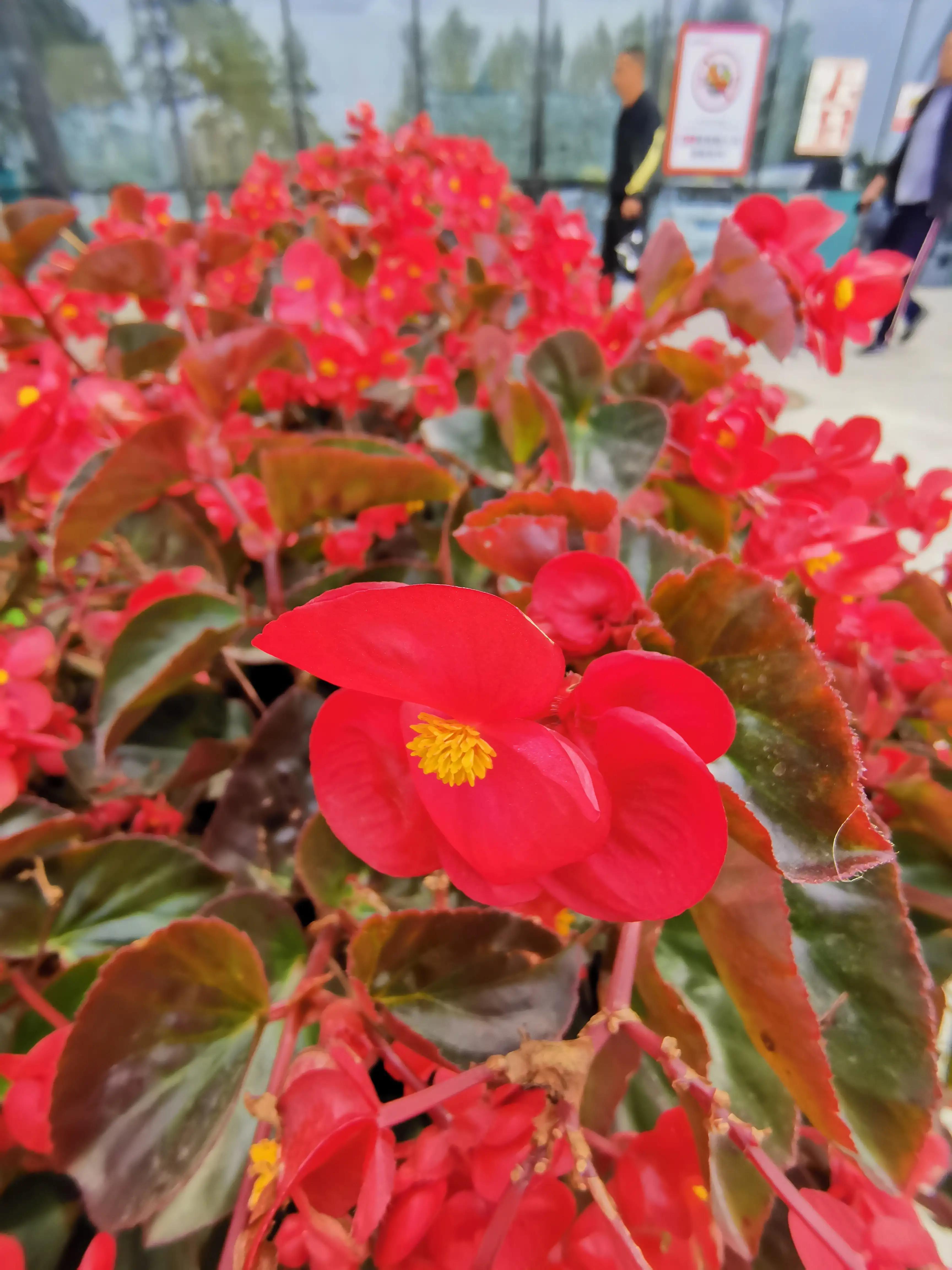 玫红四季海棠图片大全,玫红四季海棠的花语