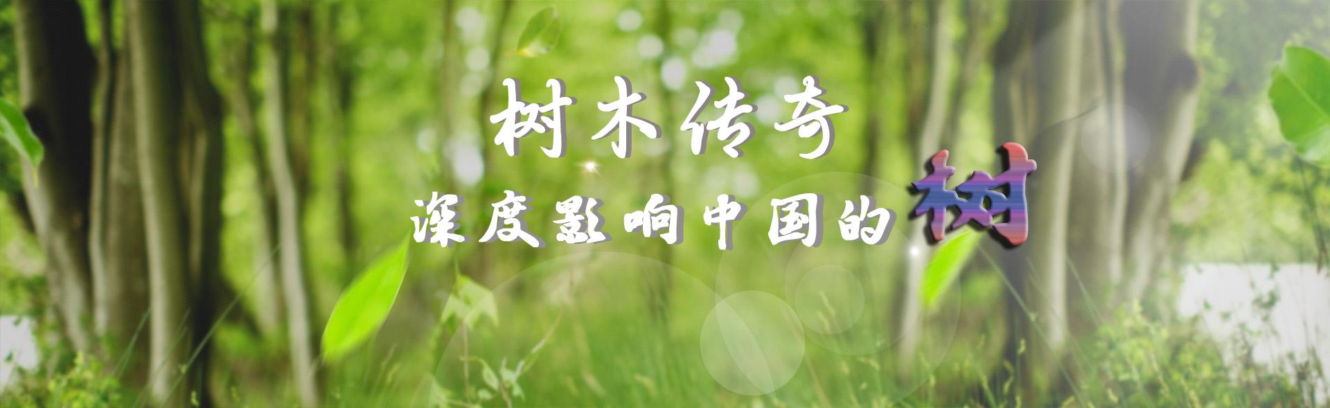 沉香植物中的钻石,钻石沉香树图片大全