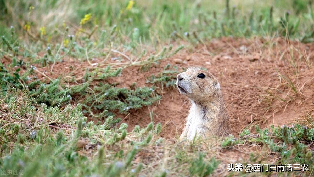 黄鼠狼为什么不能给鸡拜年,黄鼠狼是怎样给鸡拜年的
