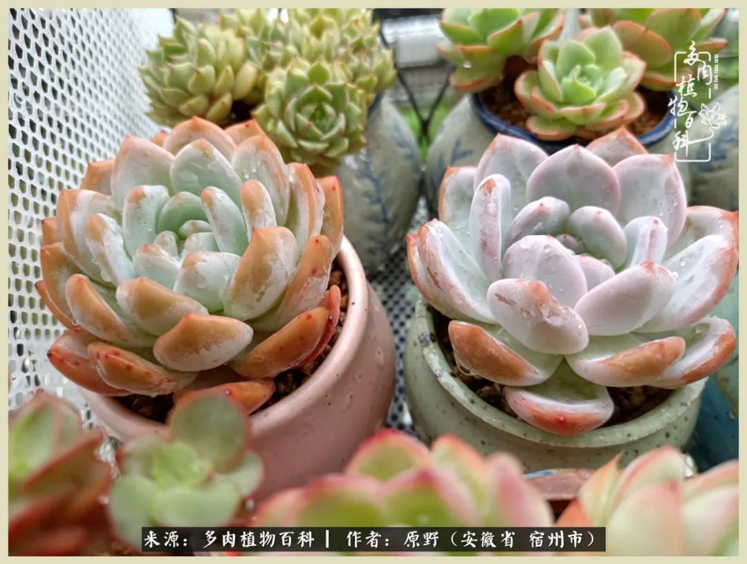 梅雨袭，酷暑至，多肉进入历劫季
