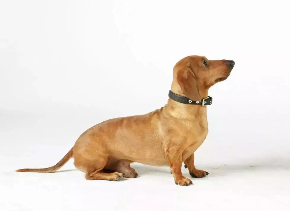 大型犬训狗基础教程,狗狗零基础学训犬