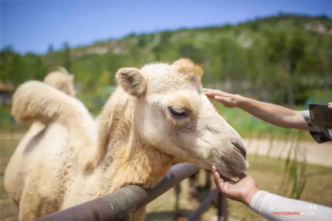 去南京金牛湖野生动物王国堵车吗,南京金牛湖野生动物王国最新活动
