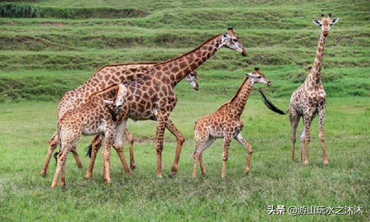 永川吃喝玩乐特色街,永川美食攻略必去的地方