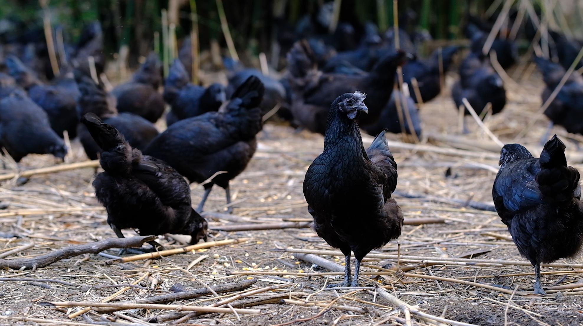 全身灰黑的鸟像鸡一样大不会飞,全身都是黑色的鸡