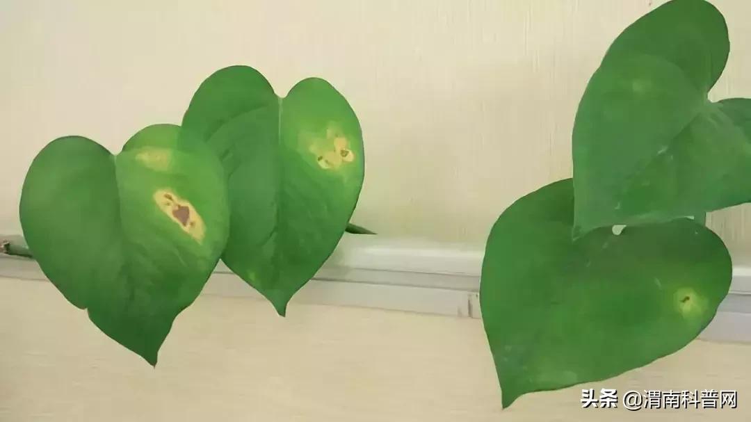 妞嶇墿鍡栧棖闀跨垎鐩嗕笉榛勫彾,鍏绘鐗╀竴涓槦鏈熶笉姝荤殑绉樻柟