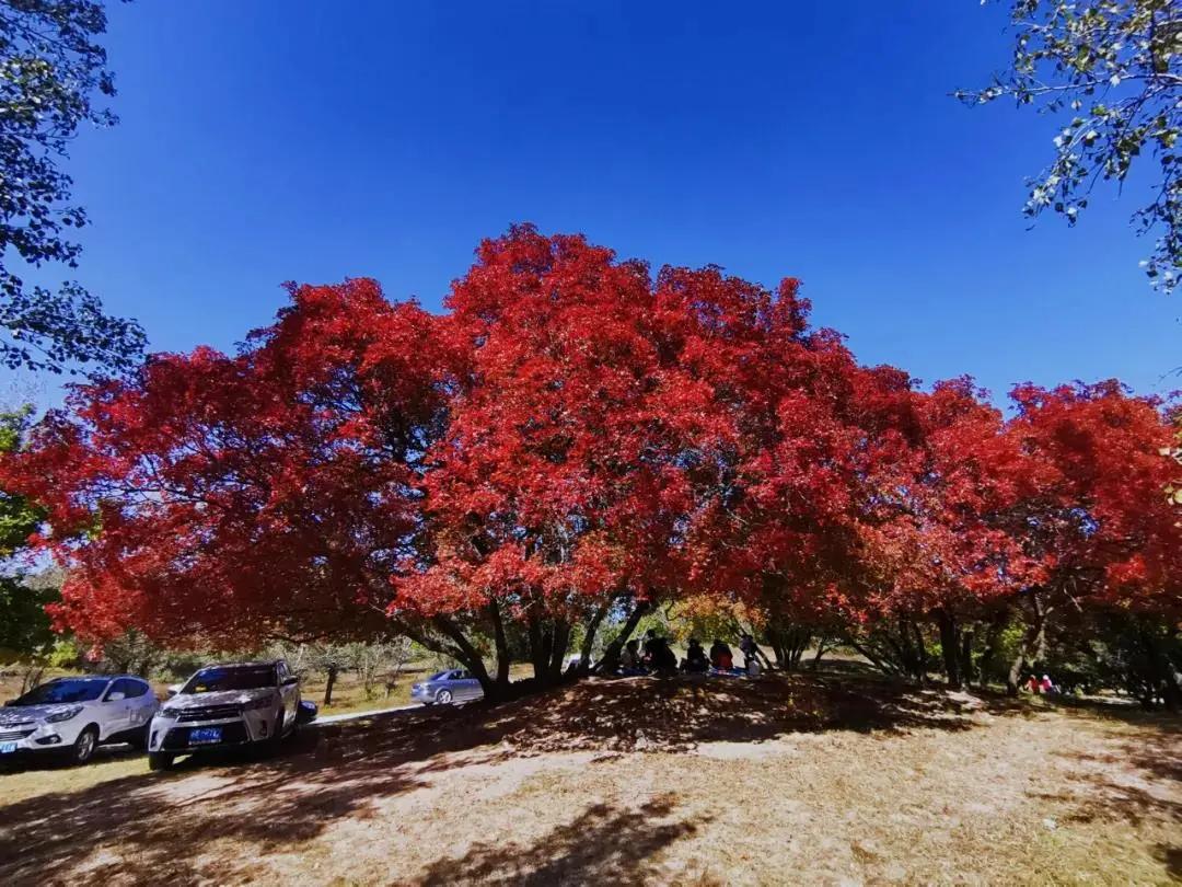 苏炳添,通辽欢迎你!吴智强,快带苏炳添回家