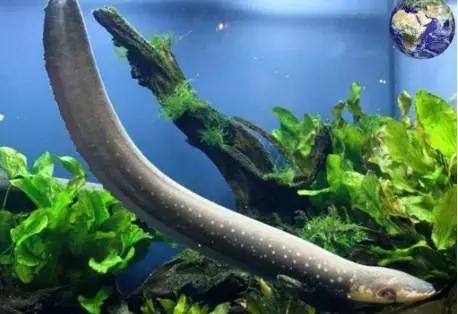 电鳗的电有多大,电鳗可以用自己的电力飞起来吗