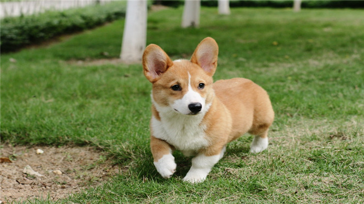 犬发情期注意事项,母小型犬发情怎么处理