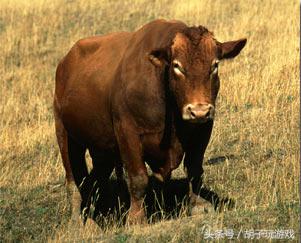 动物救人真实事件,4个动物救人的真实事件