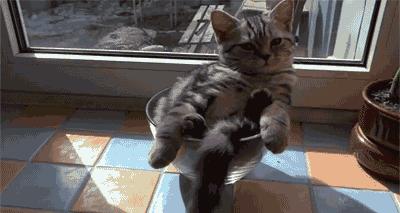 猫咪夏季好物推荐平价,猫咪防抓好物推荐