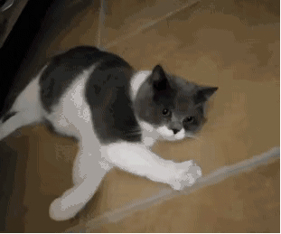 铲屎官学猫叫猫咪会有什么反应,猫咪被铲屎官捉弄