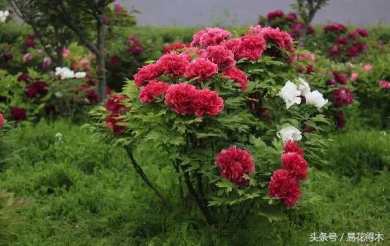 牡丹盆栽品种挑选,巴茨拉牡丹品种介绍