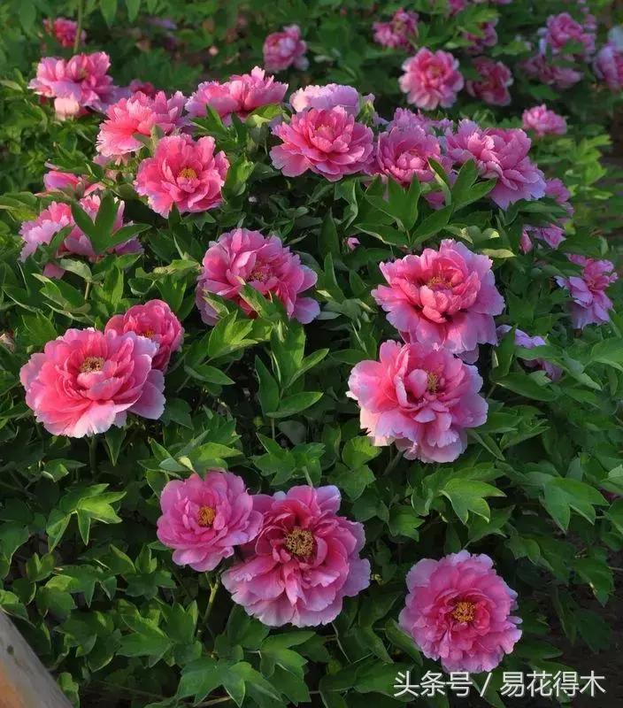 牡丹盆栽品种挑选,巴茨拉牡丹品种介绍
