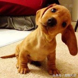 狗狗老是打嗝和干呕嘴巴还臭,狗狗总是打嗝是不是翻肠了