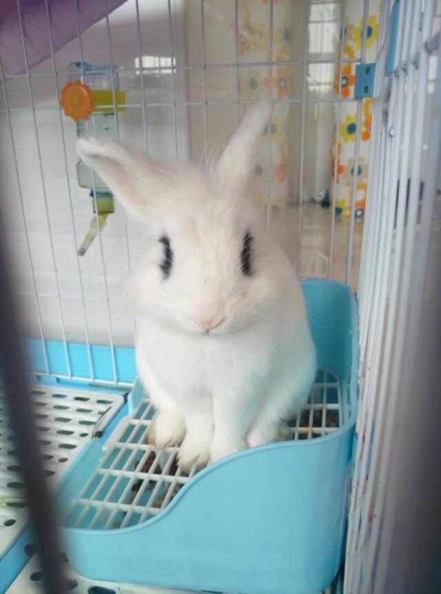 养兔子是怎样的体验,养兔子是一种什么感受