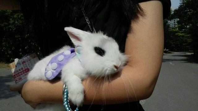 养兔子是怎样的体验,养兔子是一种什么感受