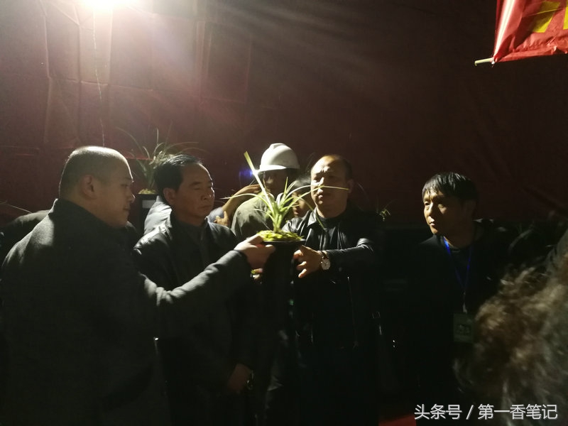 2018年昆明兰花展精品图片,云南兰花展作品欣赏