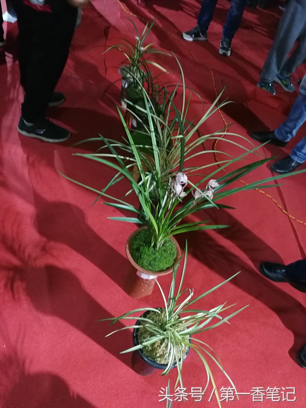 2020年云南兰花展获奖图片,2018年昆明兰花展精品图片