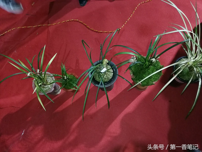 2020年云南兰花展获奖图片,2018年昆明兰花展精品图片