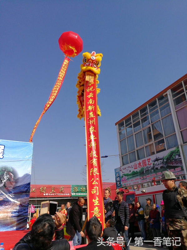 2018年昆明兰花展精品图片,云南兰花展作品欣赏