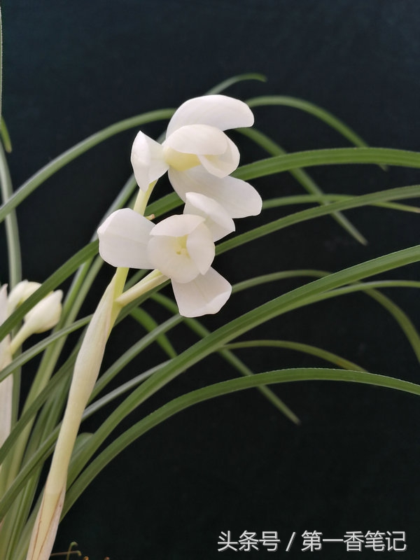 2018年昆明兰花展精品图片,云南兰花展作品欣赏