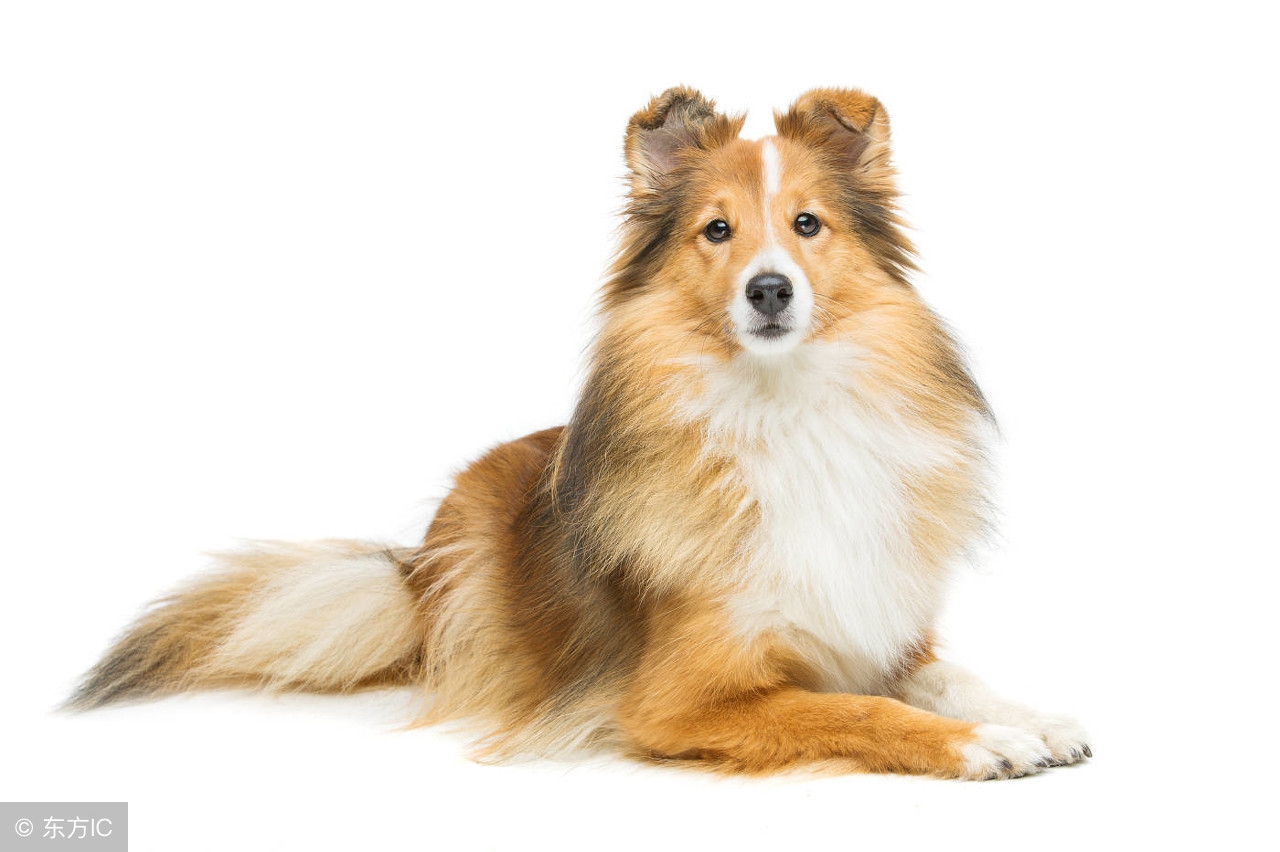 给狗的正确的洗澡方式,给狗洗澡的正确步骤冬天