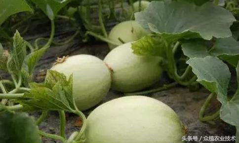 甜瓜育苗方法全过程,甜瓜育苗的正确方法视频