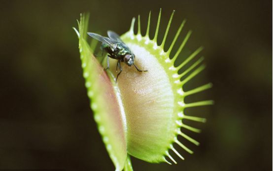 节日|今天是植树节，也是他逝世93周年的日子。