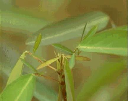 节日|今天是植树节，也是他逝世93周年的日子。