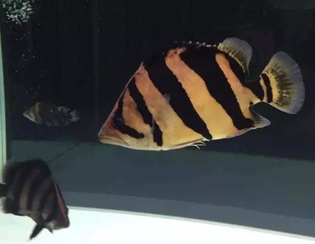 泰虎和印尼虎区别是什么,印尼虎和泰虎一起养