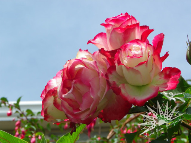 如何养花店买的玫瑰花,如何能养出和花店一样的玫瑰花