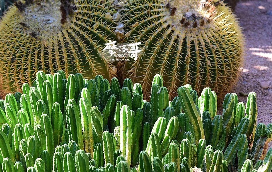 走进摩洛哥,摩洛哥旅游马拉喀什游记
