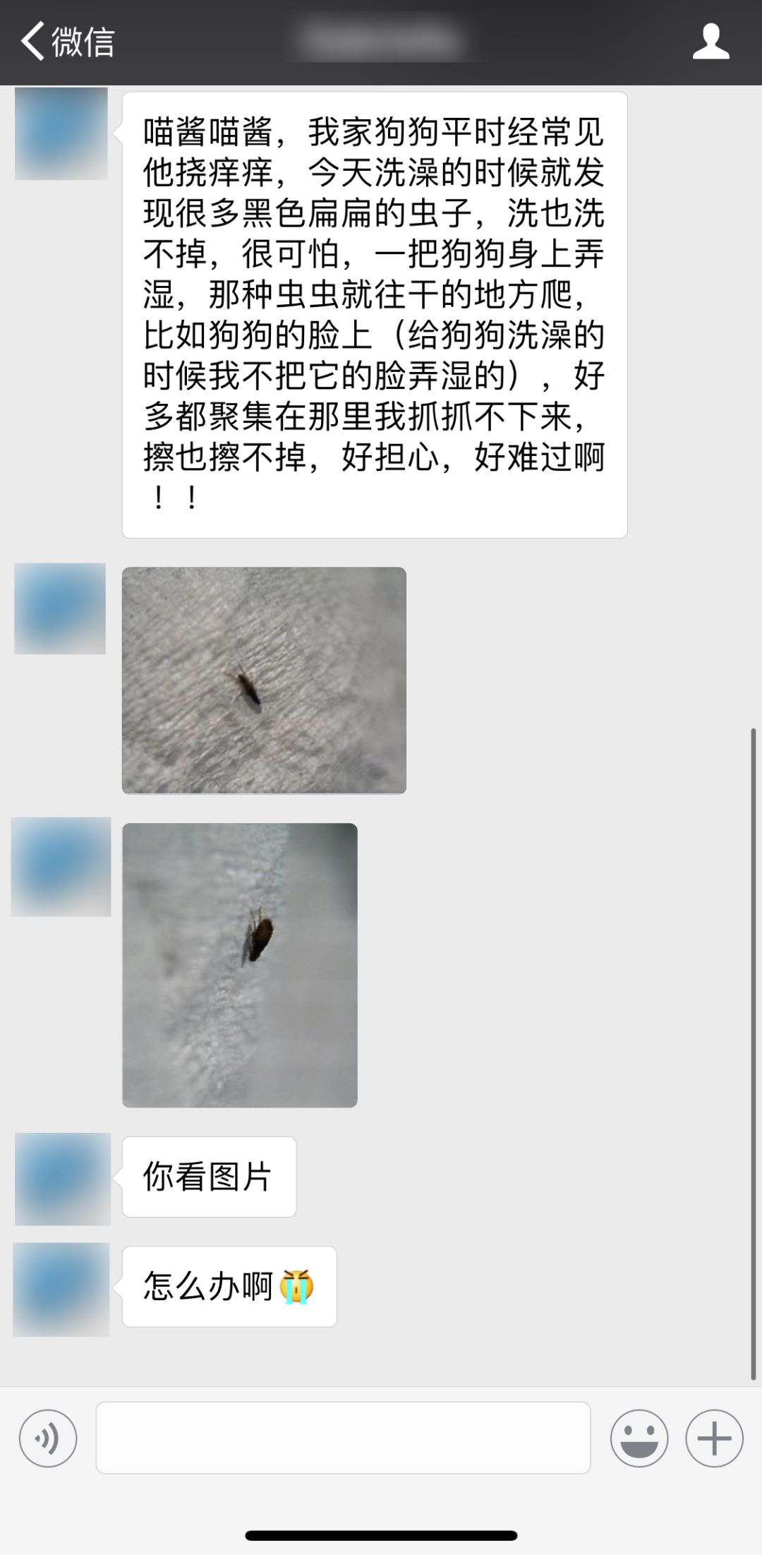 狗狗身上有虱子并有疙瘩怎么处理,狗狗身上有虱子的治疗方法