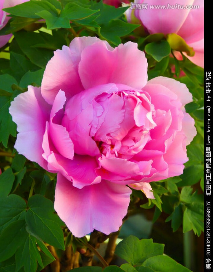 今天29，打开就能幸福久久！幸福相册！请收下给你的祝福哦