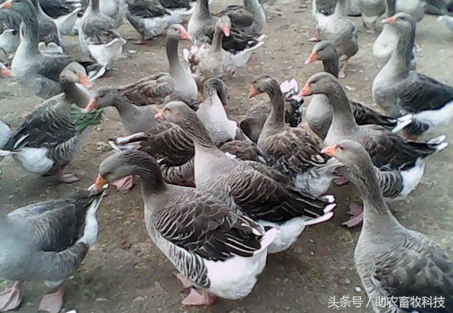 鹅的养殖前景怎样,现代牧草养鹅前景怎么样