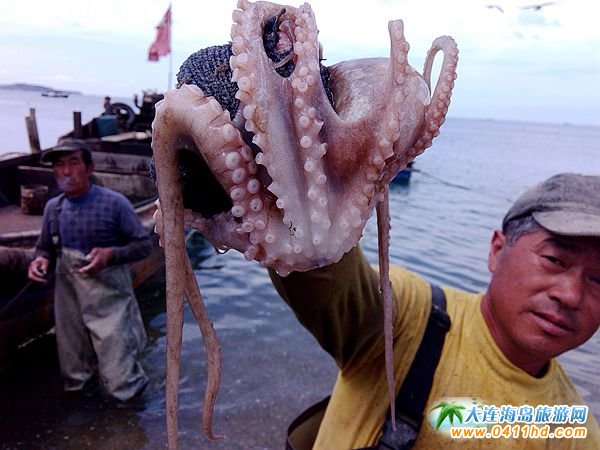 赶海捉海螺贝壳,唐山赶海抓短蛸的地方