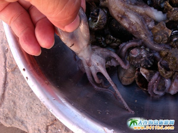赶海捉海螺贝壳,唐山赶海抓短蛸的地方
