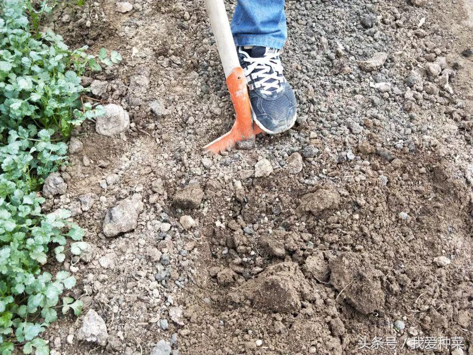 种菜的种植方法和技术,叶菜怎么种植最好
