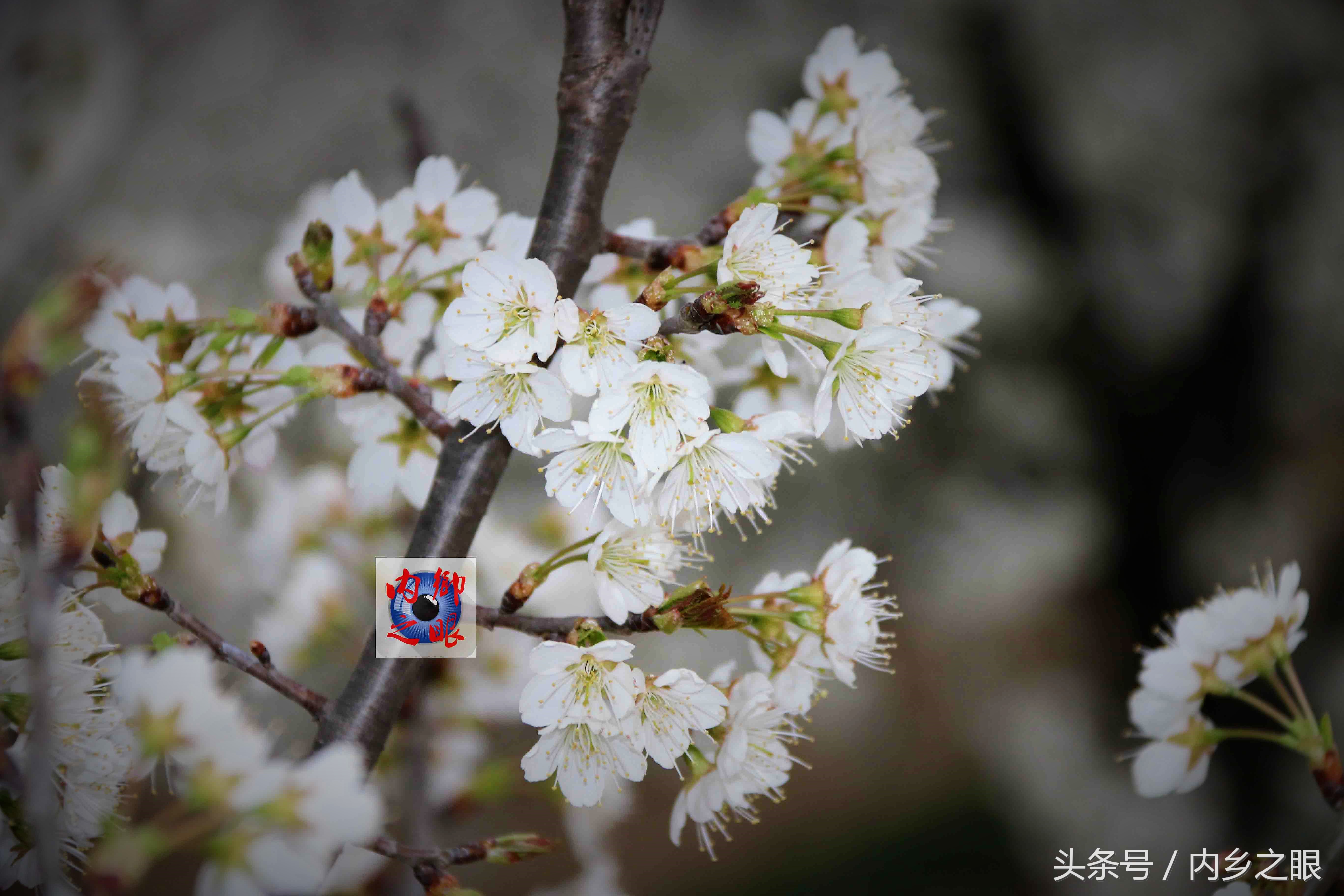 鍒版ū妗冩矡閲屾憳妯辨,鍐呬埂妯辨娌熸ū妗冪啛浜嗗悧