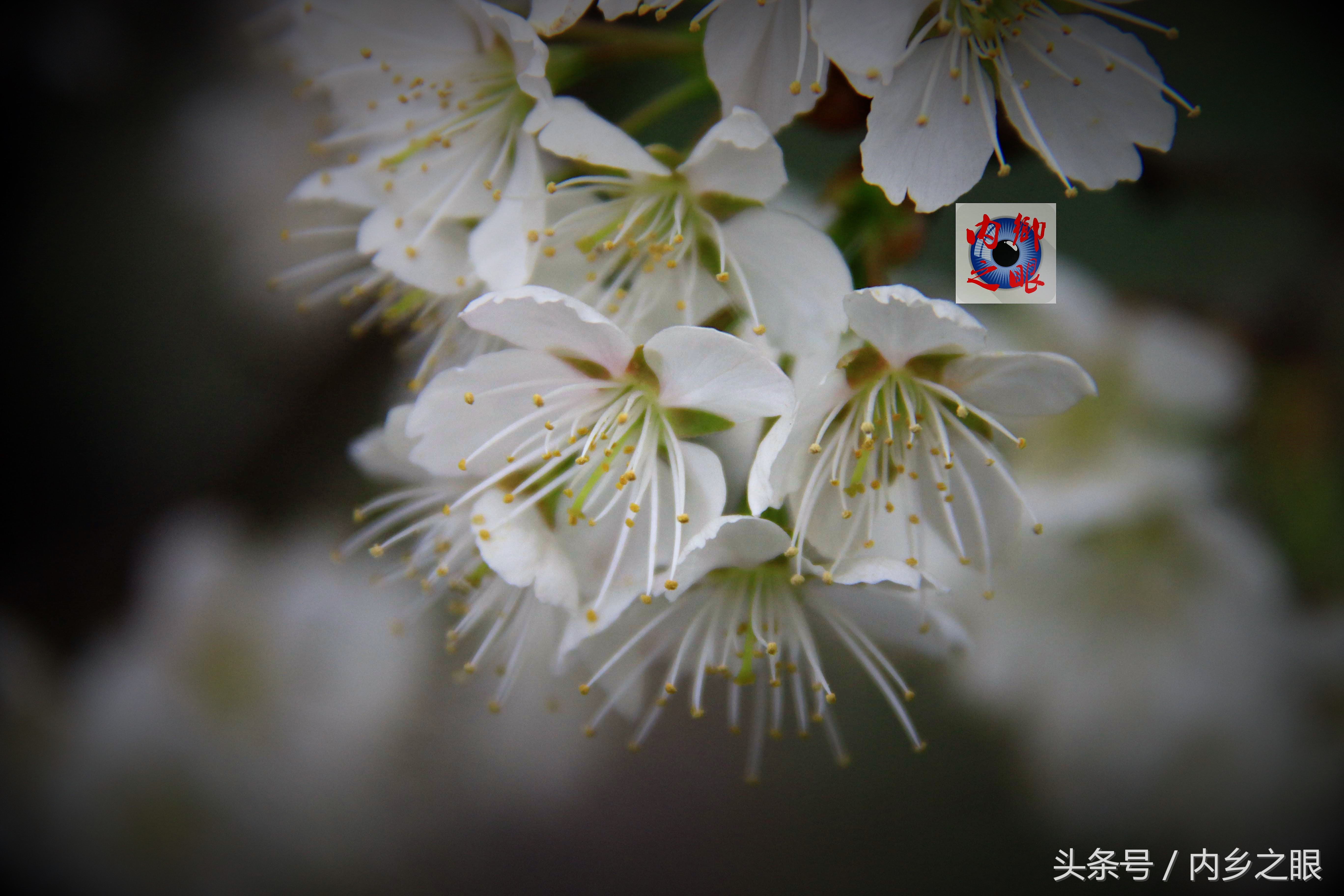 鍒版ū妗冩矡閲屾憳妯辨,鍐呬埂妯辨娌熸ū妗冪啛浜嗗悧