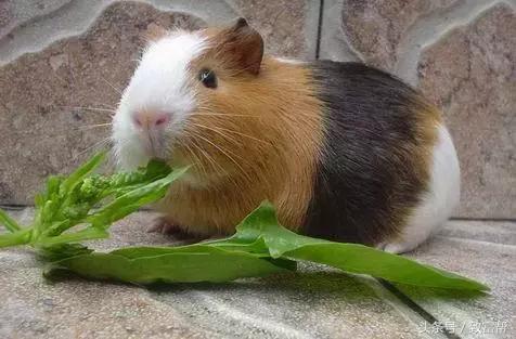 老鼠怎么养殖成功率高,养殖老鼠有前途吗