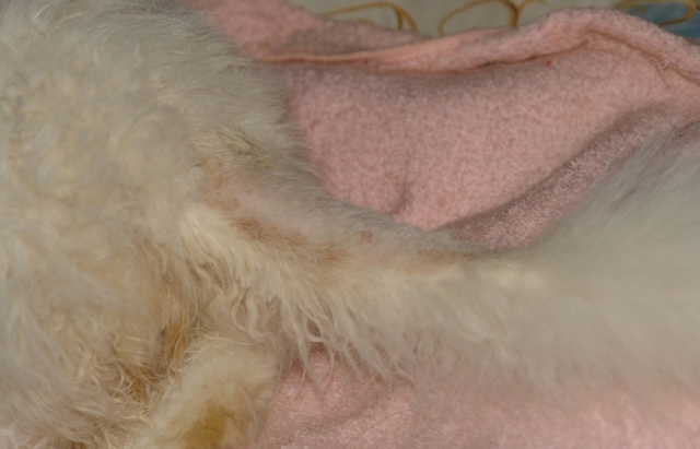 宠物种马尾的病因与治疗