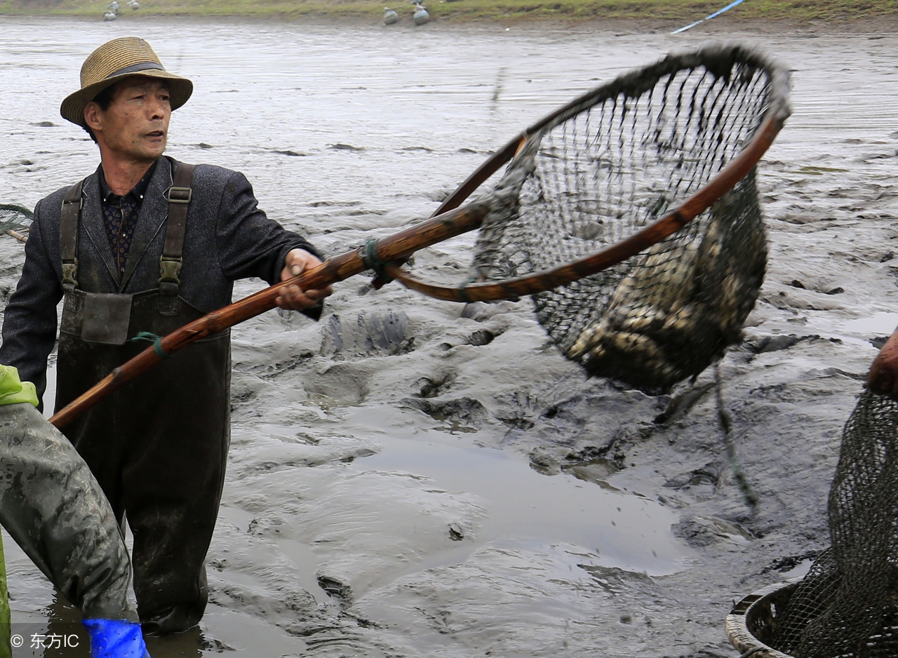 温氏养猪利润怎么样啊,温氏养猪真的赚钱