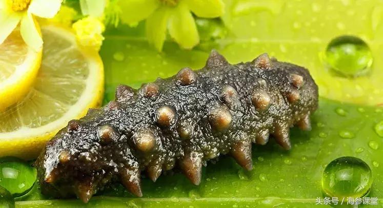海参鉴别最简单方法,如何鉴别海参的品质