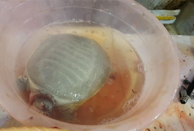 正确的宰龟方法,龟咋杀的