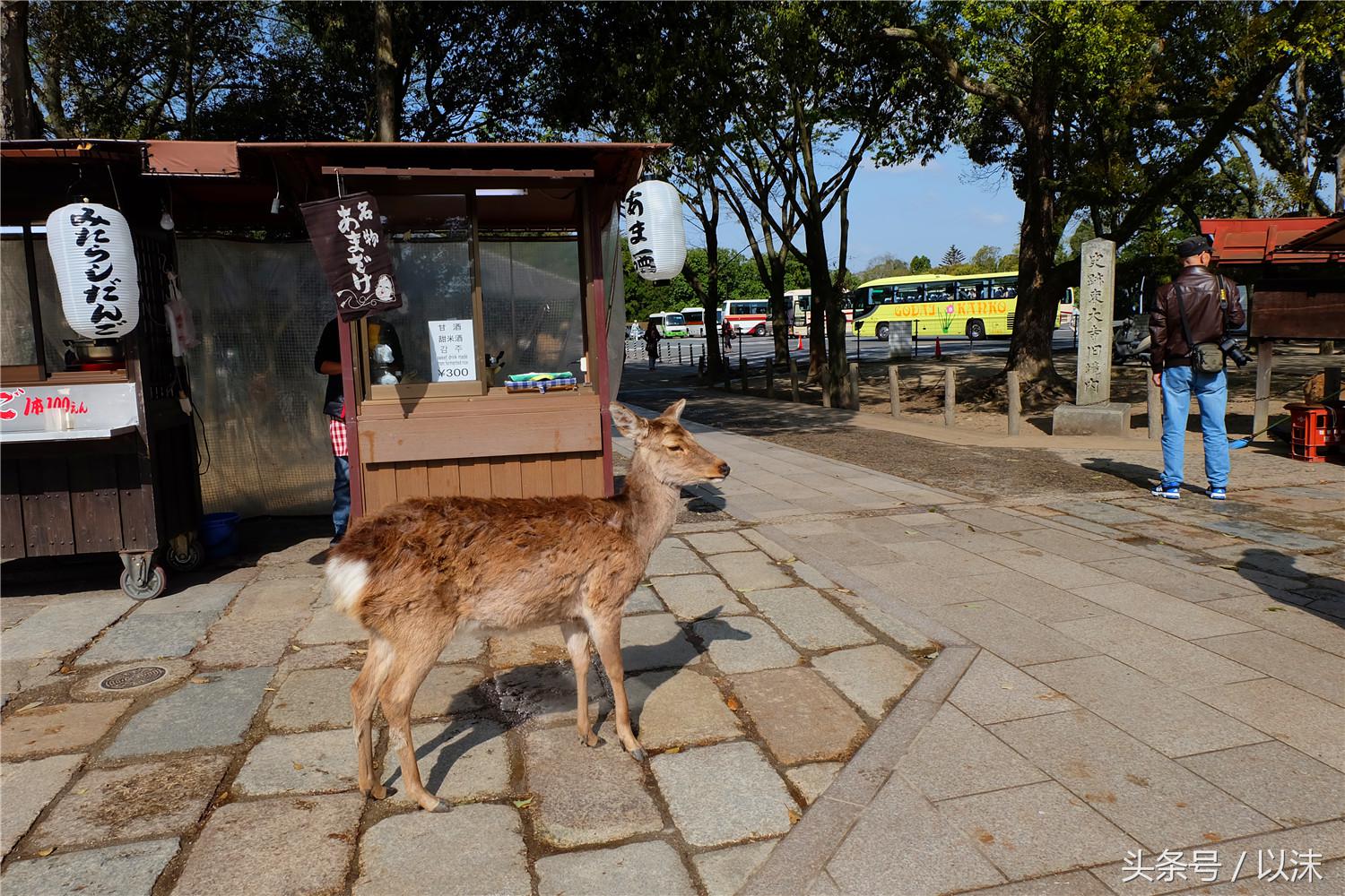 奈良喂小鹿完整版,日本奈良小鹿喂食