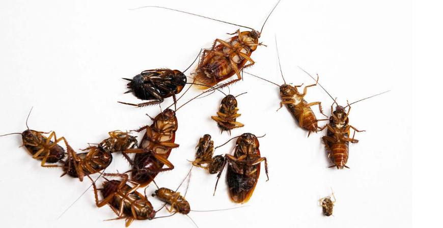 家里有蟑螂是什么寓意,家里有蟑螂是什么原因具体介绍