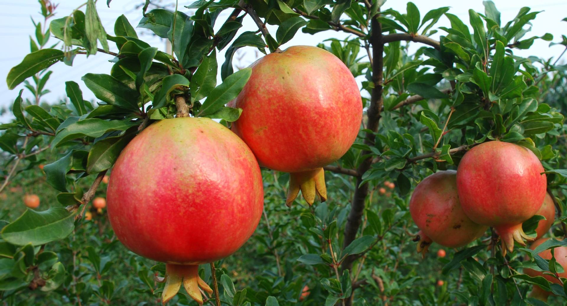 吃石榴不吐籽的正确打开方式,吃石榴不吐籽的正确方法